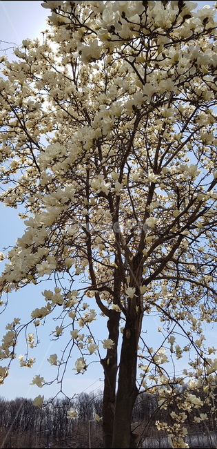 plant,식물,나무,꽃,감성