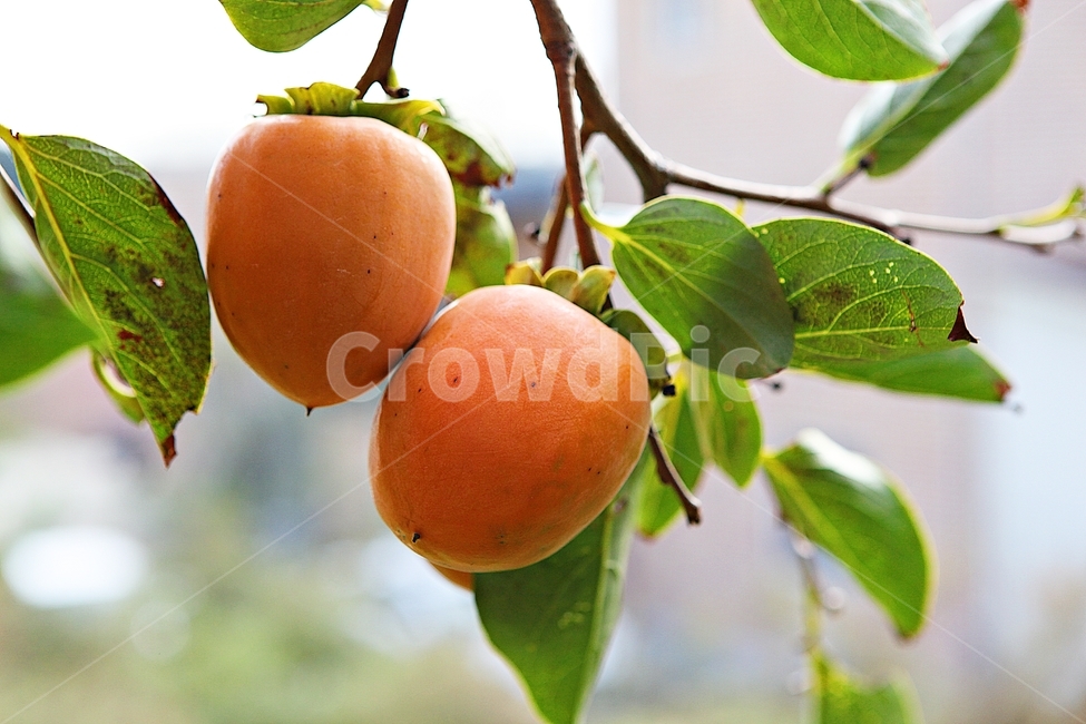 대봉,감,열매,가을,추수,수확,음식,먹거리,식자재,감나무,식물,자연,과일,농업,농사,가을,계절,fall,autumn,season,과일,열매,fruit,plant,food
