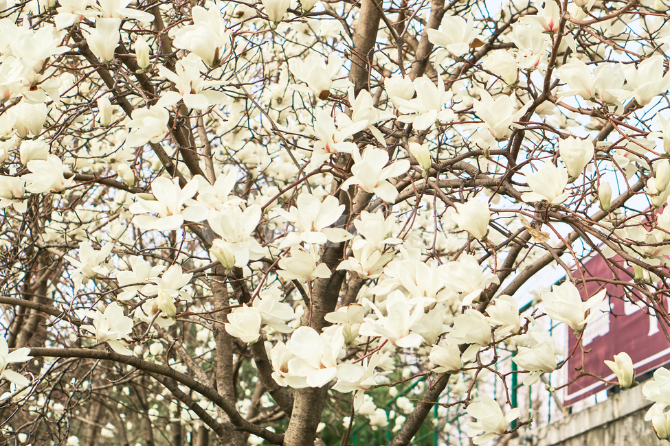 봄,꽃,flower,식물,spring,목련,plant,nature,자연,식물,자연,plants,nature,꽃,flower