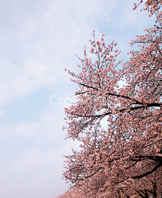 벚꽃,cherryblossom,진해,벚꽃축제,봄,꽃,flower,식물,plant,blossom,하늘,자연,식물,자연,plants,nature,꽃,flower,나무,trees,wood