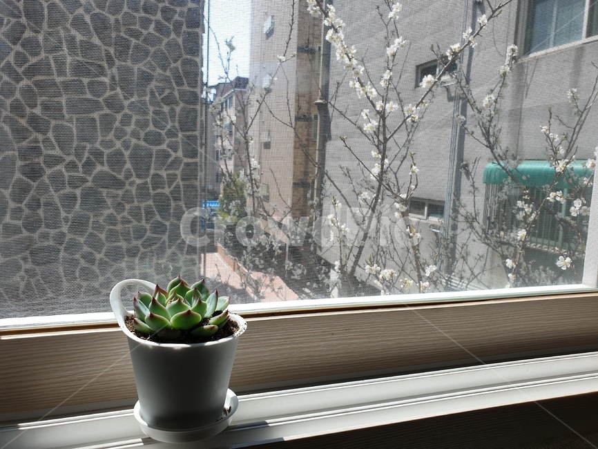 선인장,다육이,화분,화초,홈가드닝,실내용화초,화분,화초,house plant