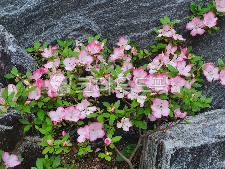 rock,rock crevice,flower tree,pink flower,flower