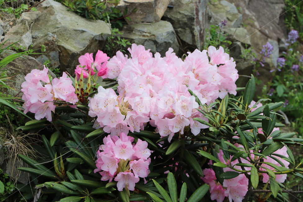 철쭉,봄,꽃,royalazalea,flowers,spring