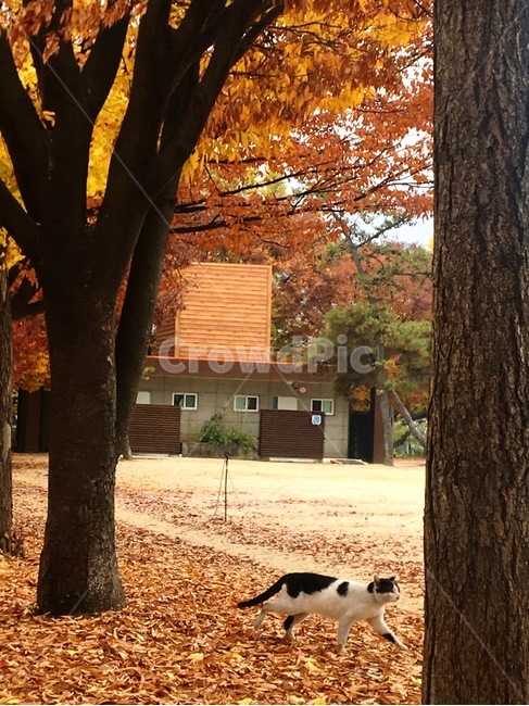 가을,배경,감성,단풍,은행