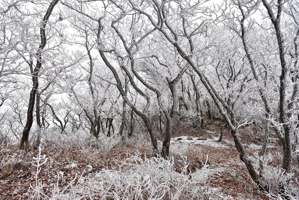소백산,눈꽃풍경,상고대,겨울풍경,국립공원,겨울동화,힐링,감성,아름다움,뷰티풀,설국,눈풍경,100대명산,겨울명산,설경,서리꽃,snow,landscape,눈,화이트,자연,신비로운,경이로운,천상,비경,치유,산,명산,자연풍경,늦가을,겨울,계절,winter,season,자연,풍경,nature,landscape,한국자연풍경,한국자연경관,korea nature landscape,식물,plants,나무,trees,wood,ice,얼음,outdoors,옥외