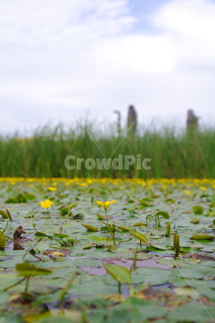 임진각,임진각평화누리공원,파주,한국,plant,식물,blossom,flower,꽃,연못,수생식물