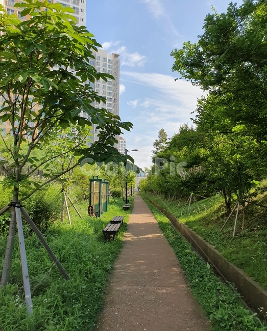 자연,산책,길,나무,풍경
