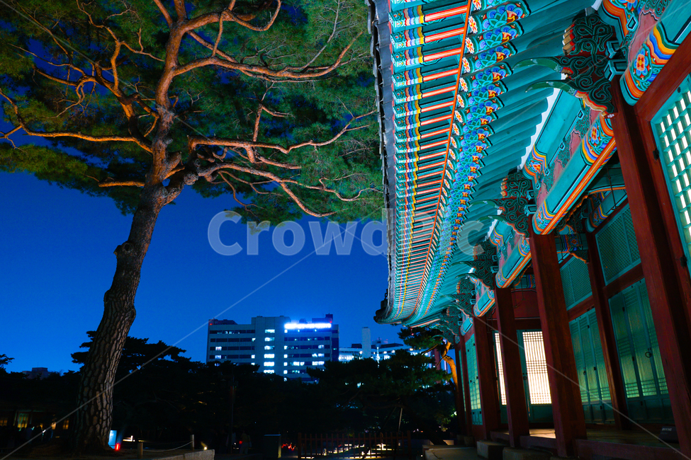 건물,창경궁,traditional,한국,royalpalce,야간개장,전통건축물,야경,밤,풍경,nightscape,night,landscape,한국전통,한국문화,korean traditional,korean culture,랜드마크,landmark,tourist attraction,한국랜드마크,한국관광지,한국명소,korea landmark,korea tourist attraction,건축물,건물외관,exterior,building,structure,architecture,construction