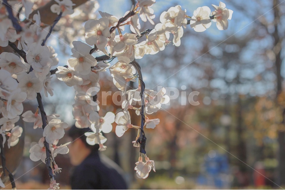 하늘,꽃,벚꽃,조화,봄,겨울,봄,계절,spring,season,식물,자연,plants,nature,꽃,flower,plant,blossom