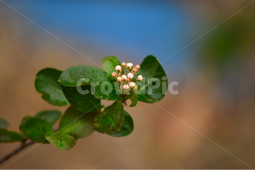 아로니아,꽃,생태,식물,자연,봄,감성,힐링,플라워,계절,시즌,wild,Flower,plants,nature,spring,season,재배식물,식물,자연,plants,nature,꽃,flower