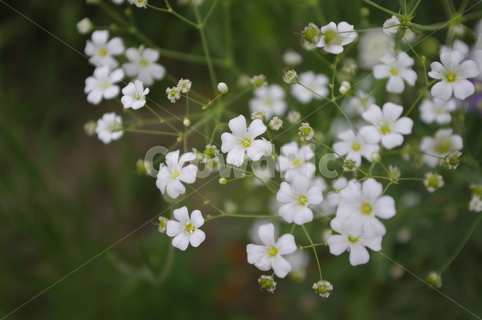 안개꽃,꽃,flower,식물,plant,자연,nature