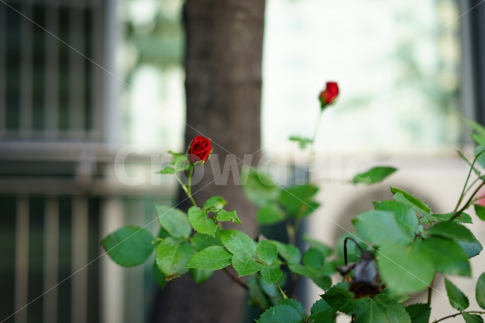 장미,꽃,플라워,레드,빨강,식물,화사,봄,여왕,아름다움,일상,스냅,행복,flower,로즈,rose,길,거리,식물,자연,plants,nature,꽃,flower