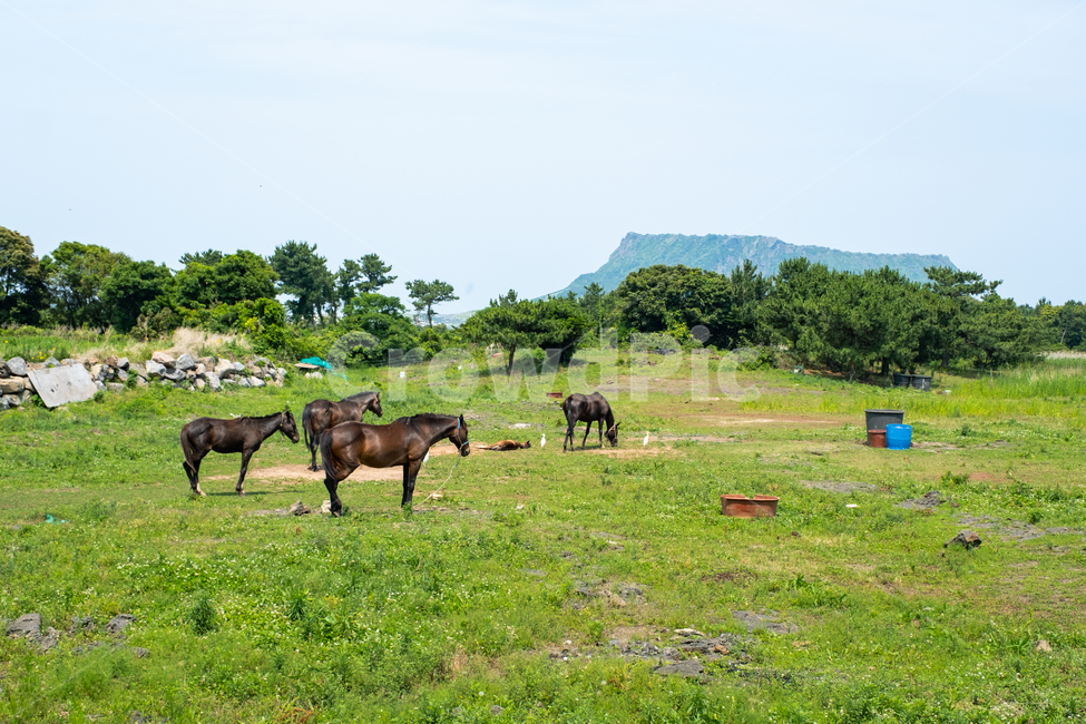 제주도,자연,제주,섬,평화,풍경,아름다운풍경,nature,jeju,말,성산일출봉,동물,들,들판,풀,목초지,outdoors,field,동물,animal,포유류,mammal