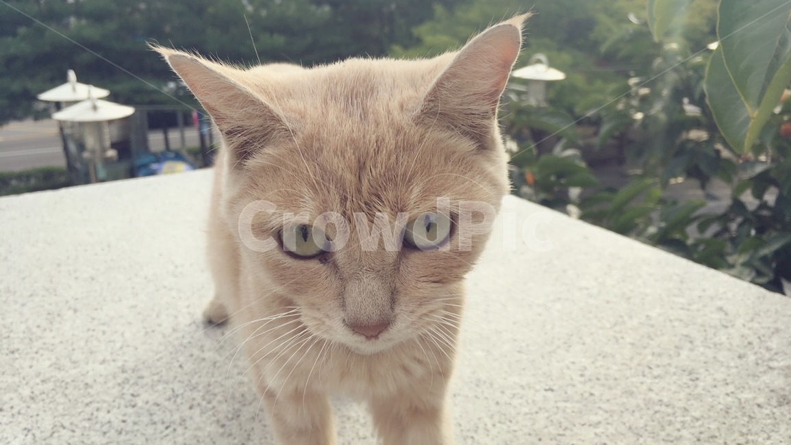 고양이,동물,갈색고양이,반려동물,귀여움