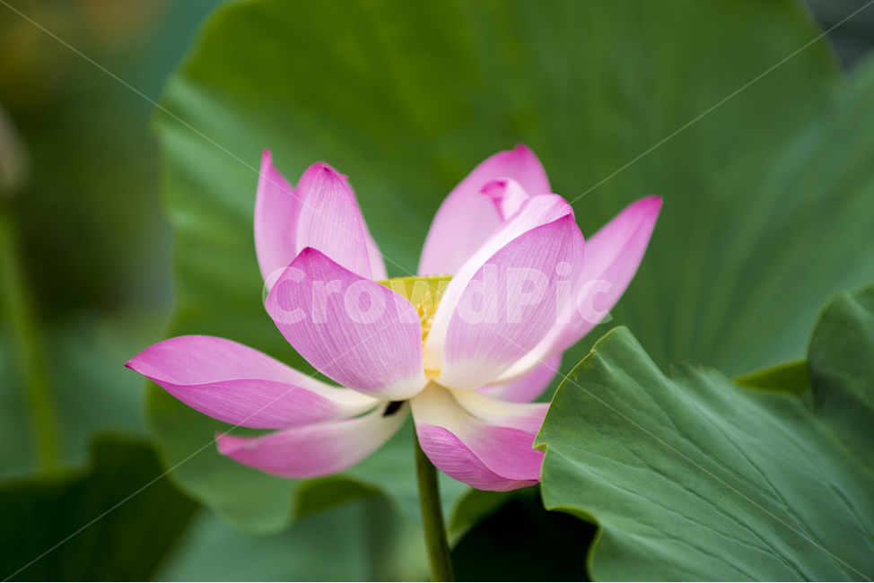 연꽃,여름,매크로,lotus,연꽃잎,식물,자연,plants,nature,꽃,flower