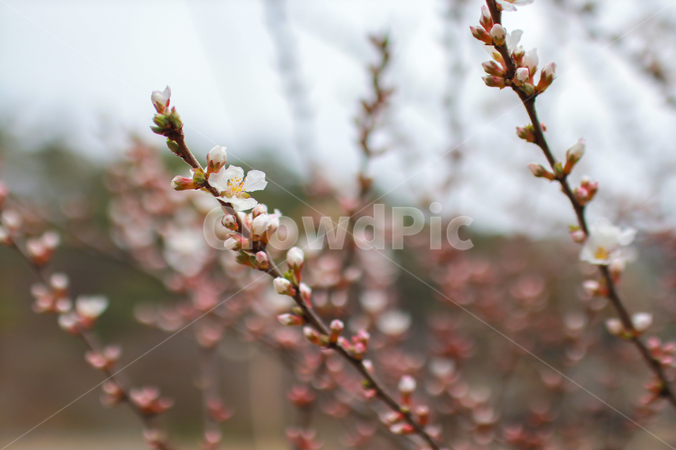 봄,꾳,봄꽃,매화,매화나무,봄,계절,spring,season,plant,식물,flower,꽃,blossom