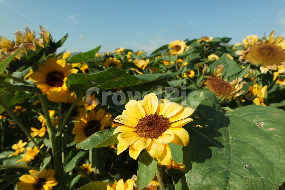 해바라기,sunflower,꽃,flower,식물,plant,blossom,여름,자연,노랑,초록,하늘,summer,경주,풍경