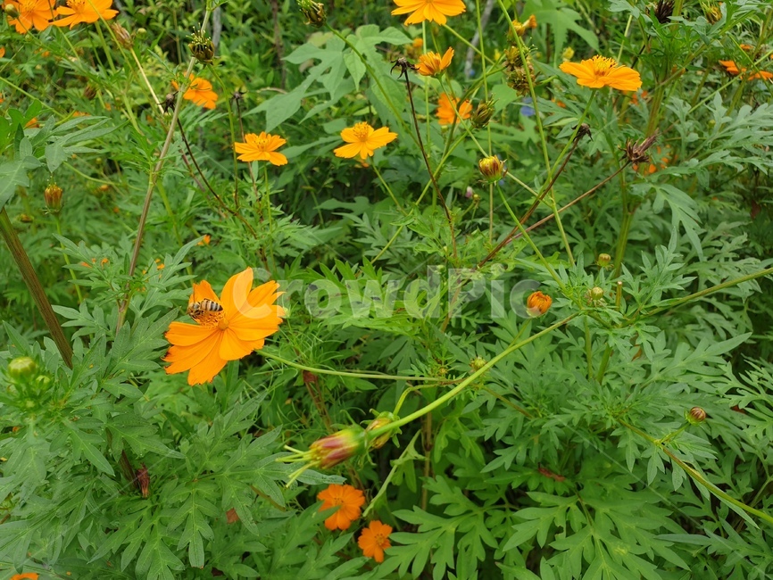 plant,leaf,자연,가을,코스모스,벌,honey,bee,flower,주황색,주황색꽃,가을꽃,꿀먹는벌,cosmos,가을느낌,식물,자연,plants,nature,꽃,flower,곤충,벌레,insect,bug