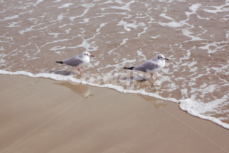 animal,동물,bird,새,seagull,갈매기,water,물,sea,바다,ocean,대양,outdoors,shoreline,자연,nature,부산,해운대,동물,animal,조류,새,birds