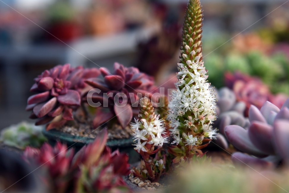 다육이,다육,다육식물,화분,식물,화초,배경,자연,plants,취미,그린,환경,키우기,아름다운,화려한,생명,생활,background,식물,자연,plants,nature