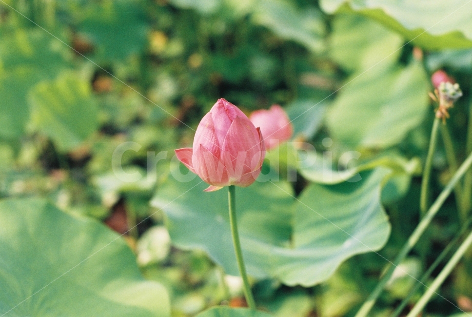 연꽃,꽃,식물,감성,아날로그,필름,필름카메라,식물,자연,plants,nature,꽃,flower,감성,sensible,feeling