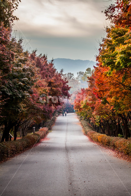 단풍,tree,plant,식물,maple,가을,산책,길,가을,계절,fall,autumn,season,자연,풍경,nature,landscape