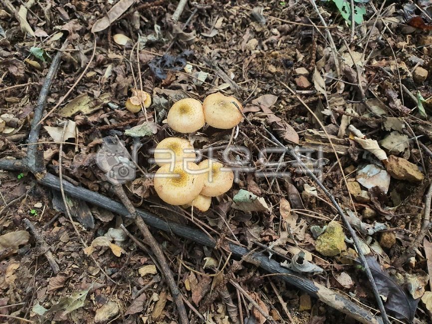 hazel mushroom,Medicinal mushrooms,Mulberry Mushroom Buchi,edible mushrooms,mushroom,wild mushrooms,mulberry tree