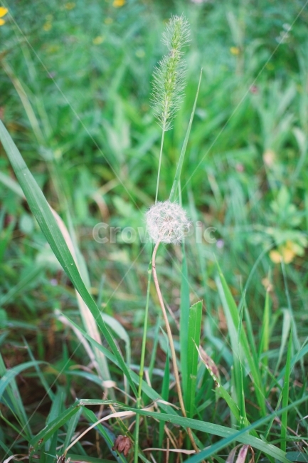 꽃,자연,민들레,솜사탕,살랑살랑,식물,자연,plants,nature,꽃,flower,감성,sensible,feeling