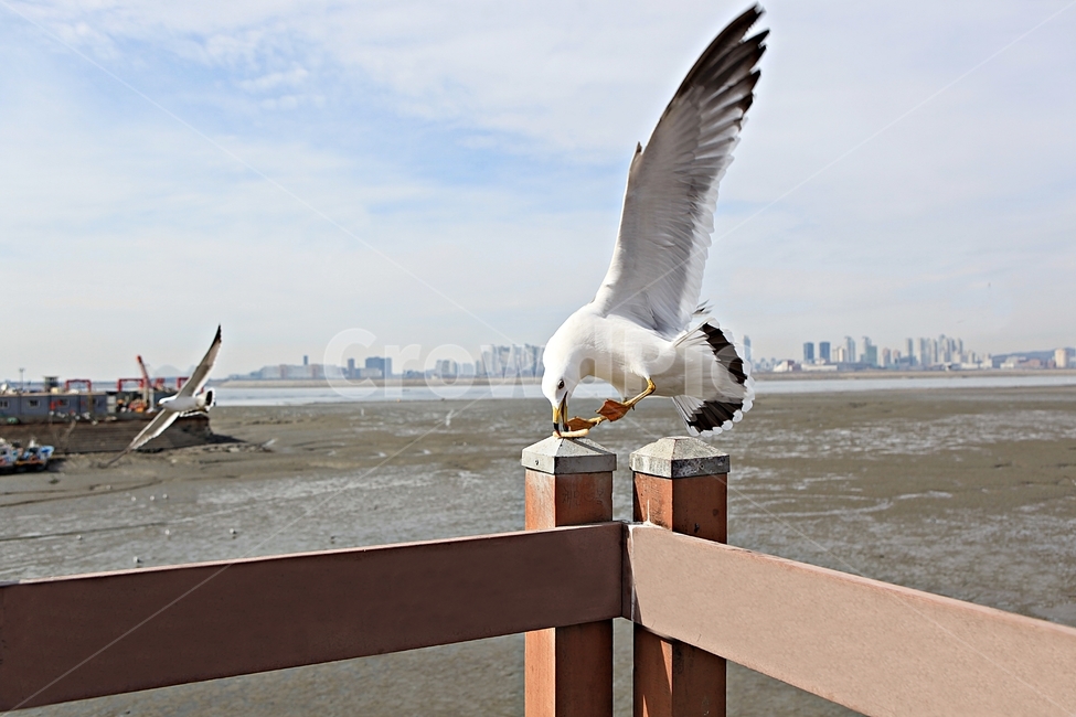 갈매기,조류,새,하늘,풍경,배경,자연,풍광,동물,animal,조류,새,birds