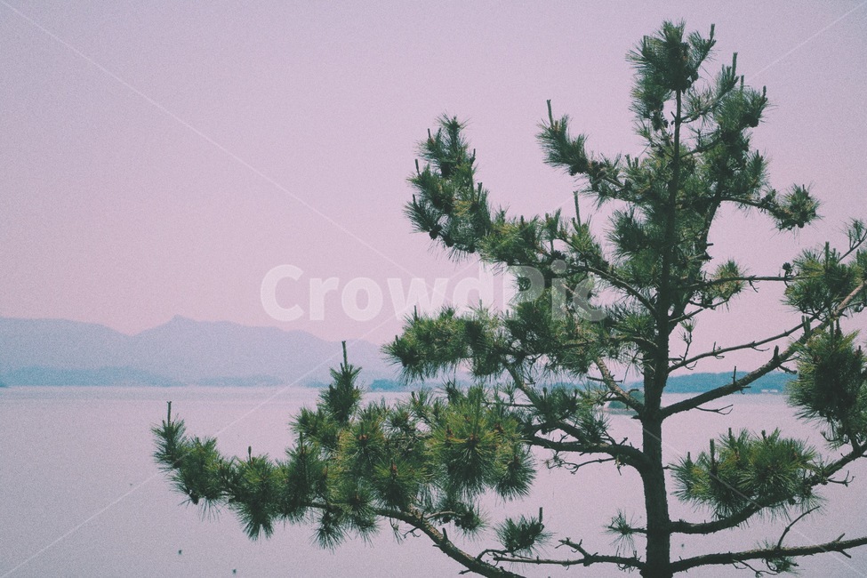 여름,봄,파릇파릇,나무,식물,바다,풍경,식물,자연,plants,nature,나무,trees,wood