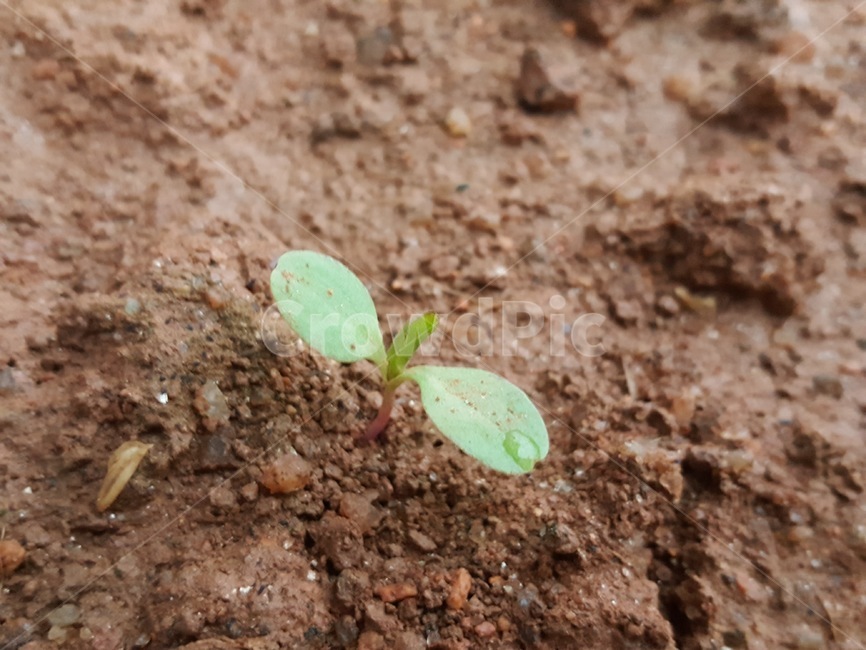 식물,새싹,흙,자연,시골,농촌,재배,식물,자연,plants,nature