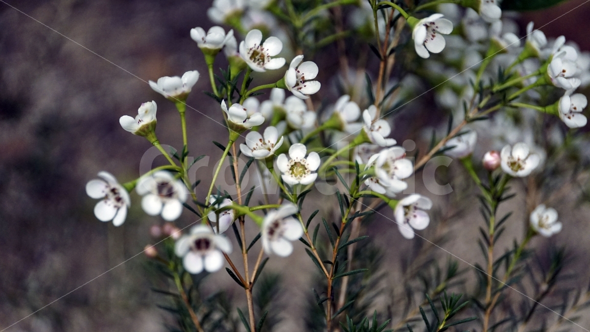선유도,공원,식물,식물원,온실,화단,꽃,꽃밭,자연,꽃잎,줄기,이파리,접사,flower,nature,plants,마크로,macro,클로즈업,closeup,감성,힐링,healing,꽃사진,풍경,landscape,경치,식물,자연,plants,nature,꽃,flower