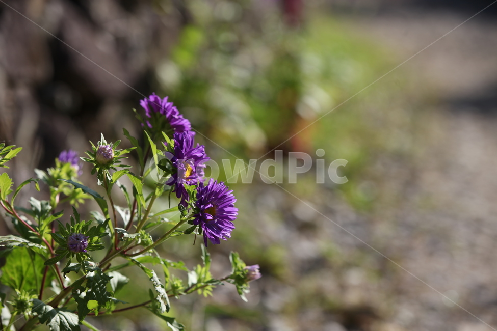 과꽃,보라색,길가,골목,가을,꽃,식물,식물,자연,plants,nature,꽃,flower