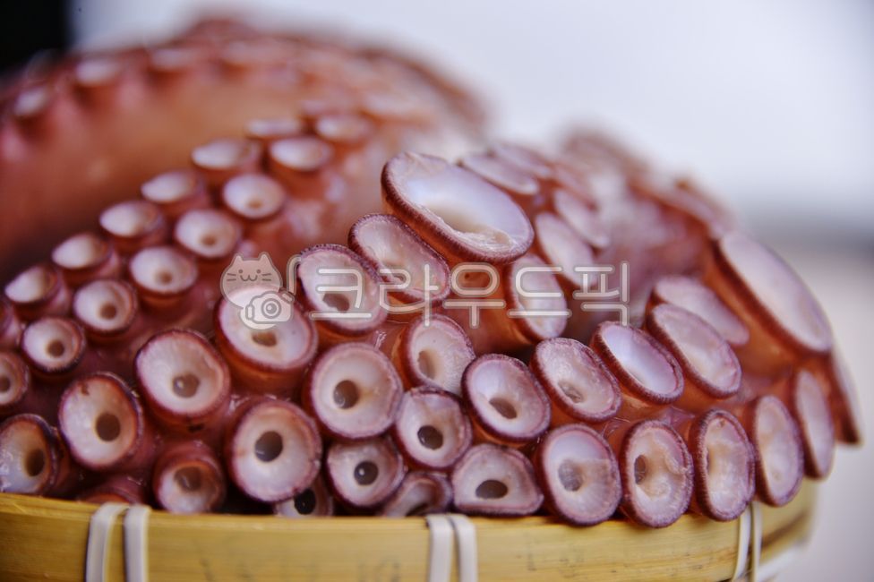 문어,숙회,바다생물,음식,먹거리,문어회,돌문어,자숙문어,문어숙회,연체동물,식재료,문어다리,음식,식재료,요리,food,cook,meal,dishes,food reserves