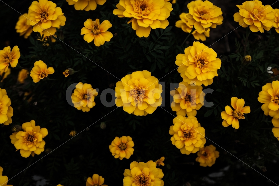 감성사진,꽃,flower,노란색,yellow,식물,자연,plants,nature,꽃,flower