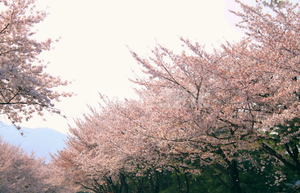벚꽃,꽃,봄,나무,가지,나뭇가지,봉우리,꽃잎,개화,blossom,식물,식물,자연,plants,nature,꽃,flower