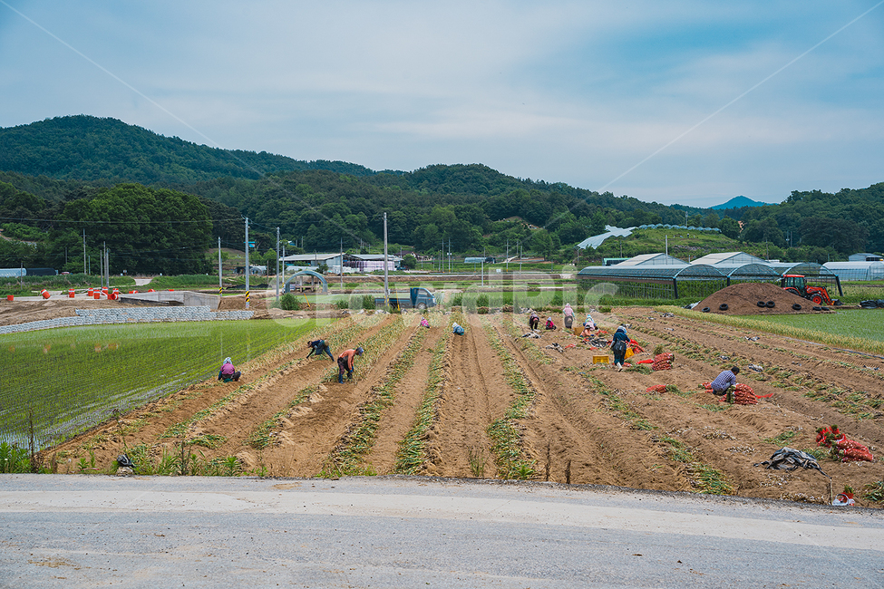 풍경,농촌,농부,농사,밭,산업,industry,industrial,농업,농사,agriculture,farming,farming industry