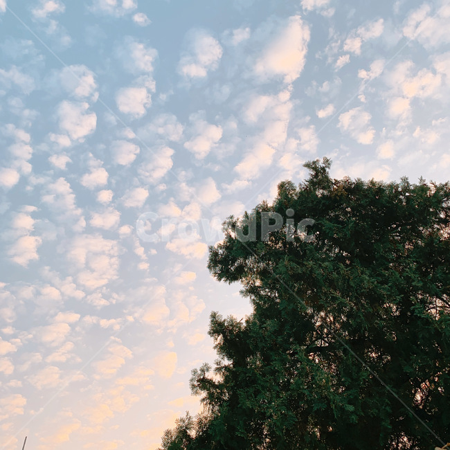 nature,자연,조각구름,양털구름,양떼구름,하늘,해질녘,노을,나무,tree,plant,cloud,sky,노을빛구름,자연,풍경,nature,landscape