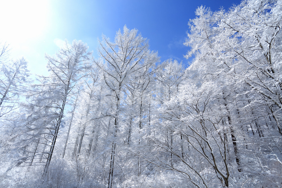 겨울산,설경,눈꽃,낙엽송숲,자연,옥외,ice,춘설,겨울,계절,winter,season