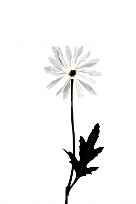 꽃,누끼,flower,실루엣,silhouette,식물,자연,plants,nature,꽃,flower,누끼,remove background