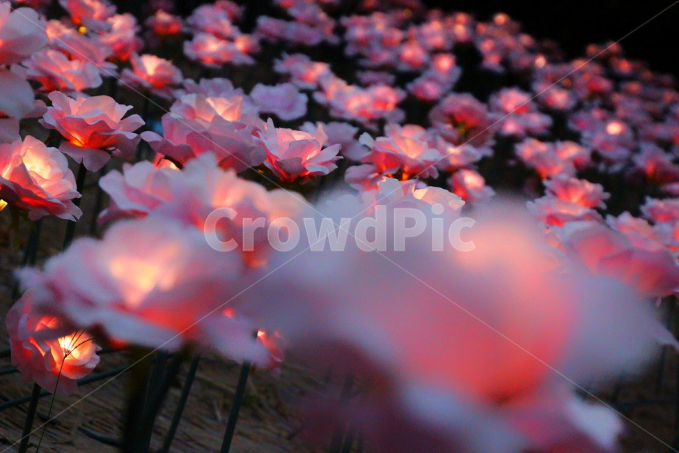 조명,꽃,장미,불빛,야간,야경,밤,풍경,nightscape,night,landscape,꽃,flower,감성,sensible,feeling,색깔,색상,색채,색감,color sense,color sensitivity,feeling of color,blossom,plant,식물,petal,꽃잎