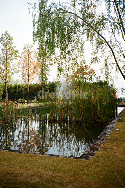 연못,정원,가을,반영,호수,식물,자연,plants,nature,나무,trees,wood