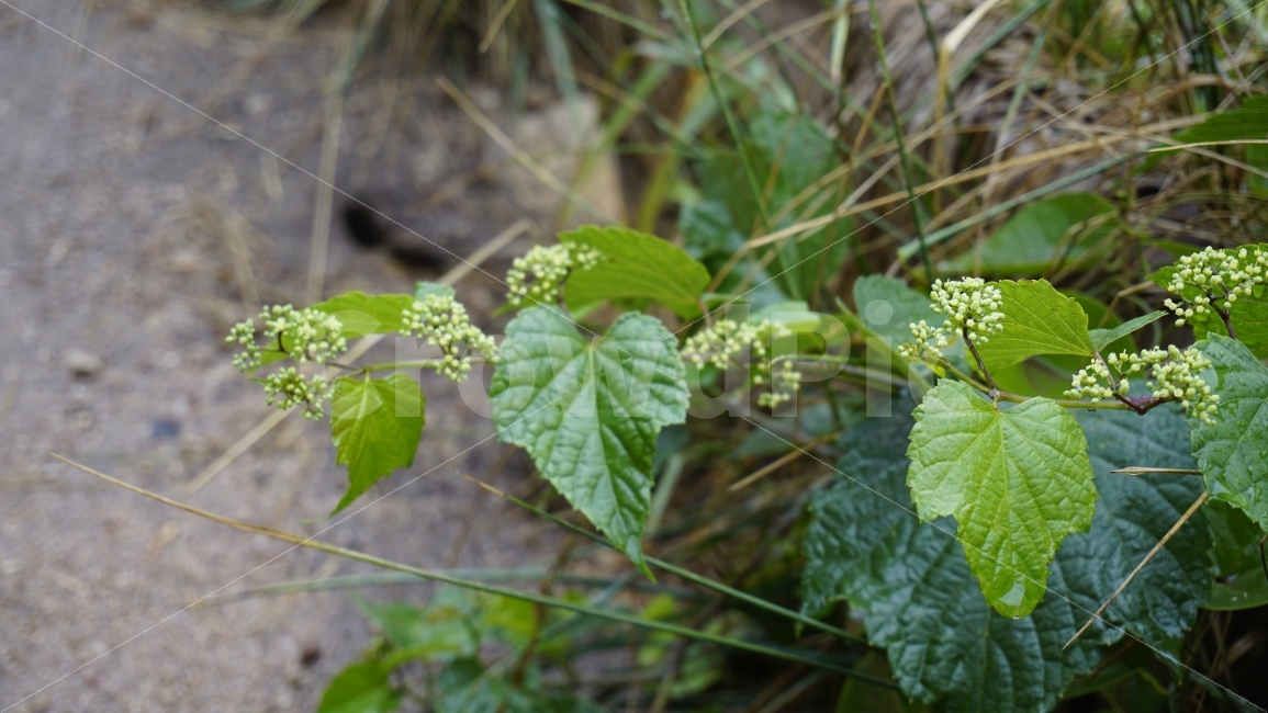 풀잎,비오는날,녹색,열매,아웃포커싱,자연,힐링,식물,식물,자연,plants,nature,꽃,flower