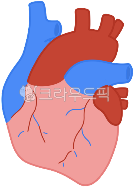 심장,신체,신체기관,심장그림,심장일러스트,심장박동,혈액,해부학,동맥,정맥,장기,혈관,신체내부기관