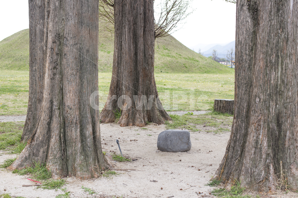 메타쉐콰이어,나무,경주,왕릉,릉,자연,풍경,nature,landscape,tree,tree trunk,나무 줄기,plant,식물