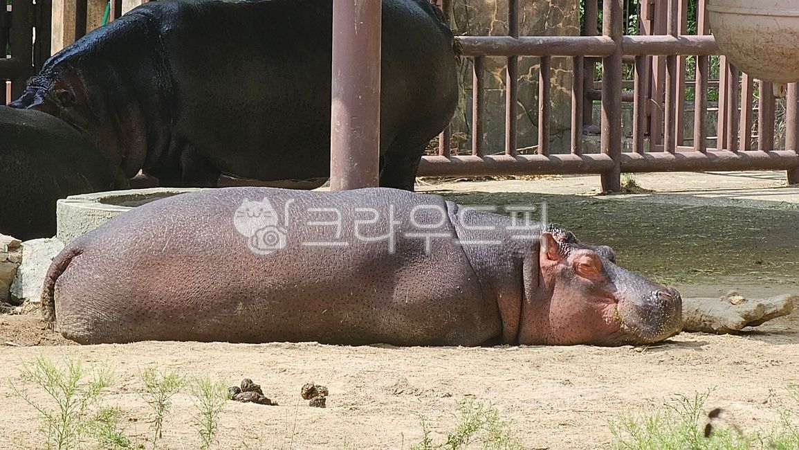 animal,동물,hippopotamus,하마,포유류,누워있는하마,나태,더위,지침,낮잠