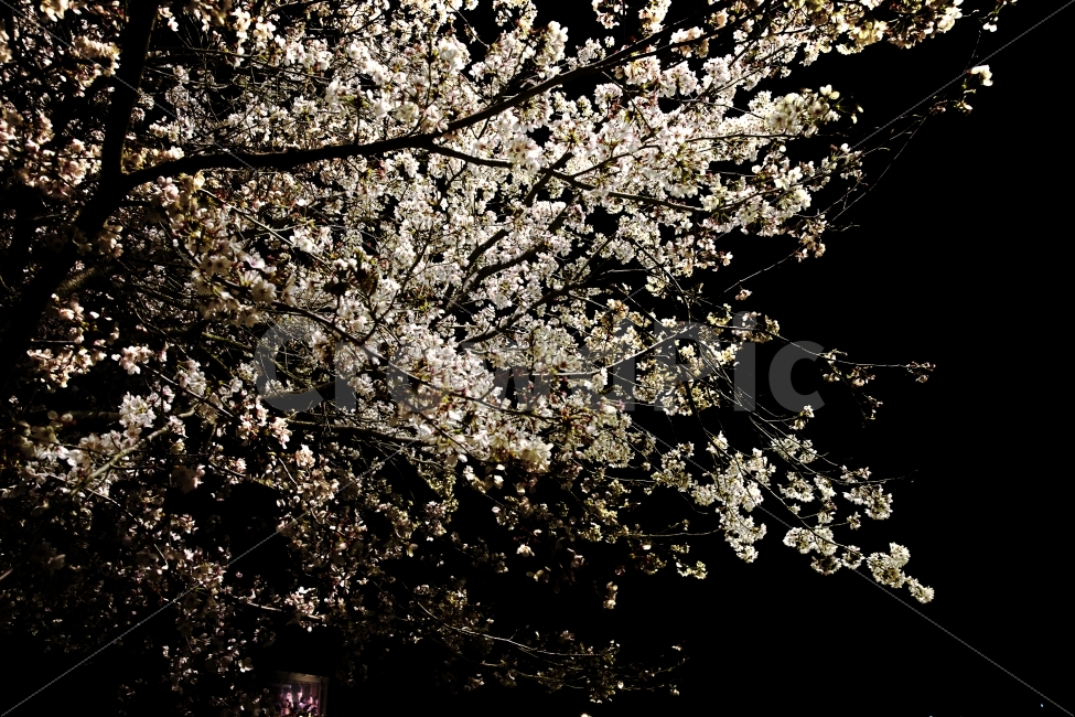 꽃길,벚꽃,밤,낭만,감수성,감성,봄,봄꽃,벚꽃나무,꽃나무,lonely,외로움,photo,beauty,쓸쓸함,고독,그리움,감성사진,picoftheday,photooftheday,photos,pic,gallery,picture,photograghy,breakup,이별,커피,coffee,cafe,카페,식물,자연,plants,nature,봄,계절,spring,season,꽃,flower,야경,밤,풍경,nightscape,night,landscape,plant,blossom