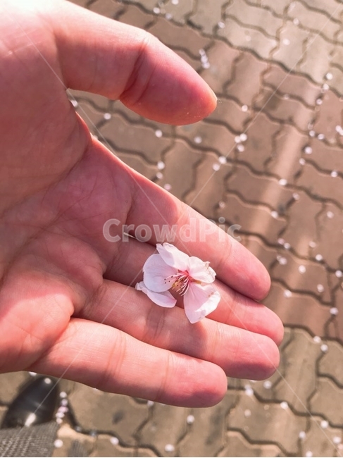 벚꽃잎,꽃,벚꽃,blossom,봄,봄,계절,spring,season,꽃,flower,plant,식물,finger,손가락