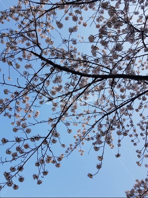 plant,식물,봄,벚꽃,blossom