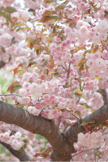 꽃,벚꽃,겹벚꽃,봄,벚꽃놀이,봄,계절,spring,season,식물,자연,plants,nature,꽃,flower,plant,blossom,cherry blossom
